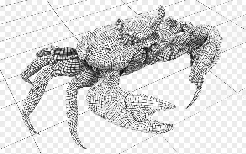 Sketch Crab Pattern Decapoda Drawing PNG
