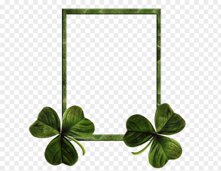 Three Leaf Clover Border Clip Art Portable Network Graphics Saint Patrick's Day Image Shamrock PNG