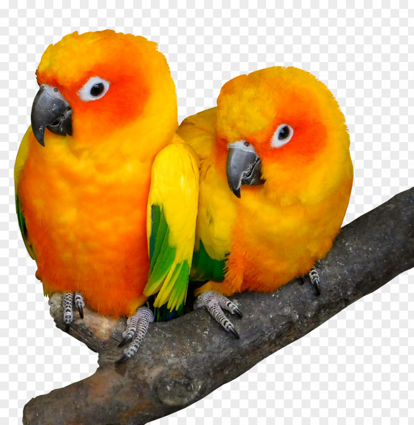 Bird Lovebird Cockatoo Beak Parrots PNG