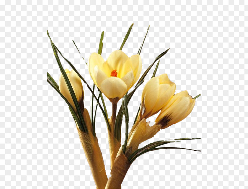 Crocus Cut Flowers Floral Design Plant Stem PNG