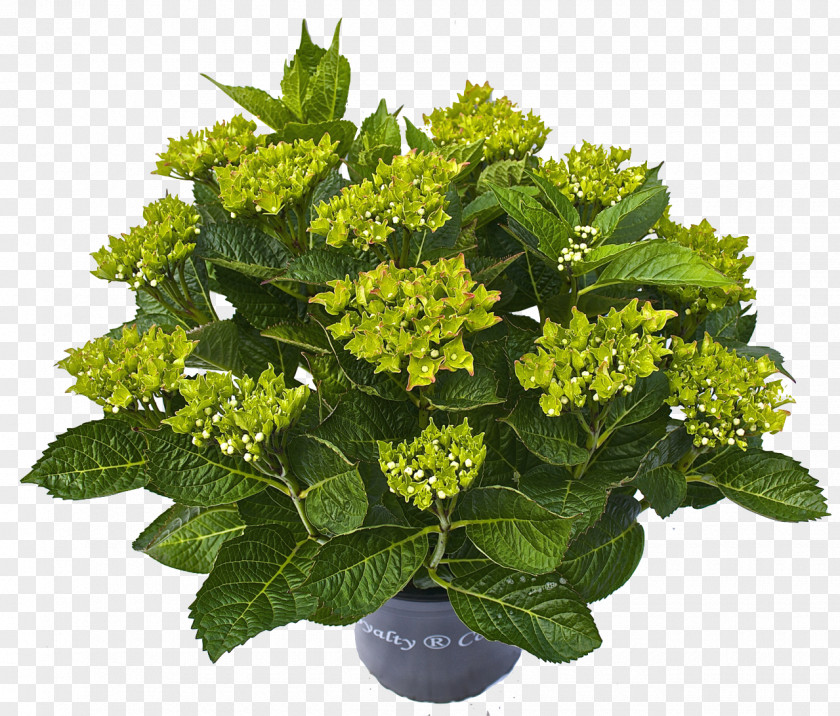Hortensia Plant Hydrangea Flower PNG