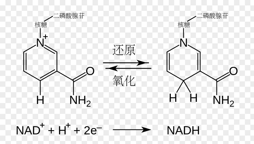 Nicotinamide Adenine Dinucleotide Redox Flavin Adenosine Triphosphate Cofactor PNG