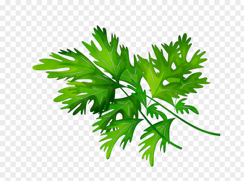 Parsley Plant Stem Herbalism Leaf Branching PNG