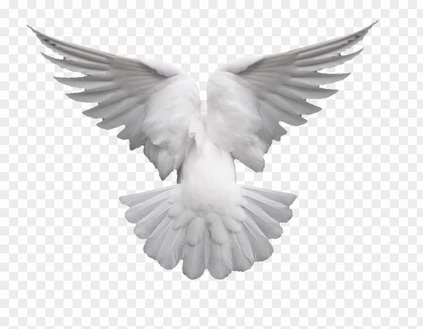 Wings Of A Dove Columbidae Clip Art PNG