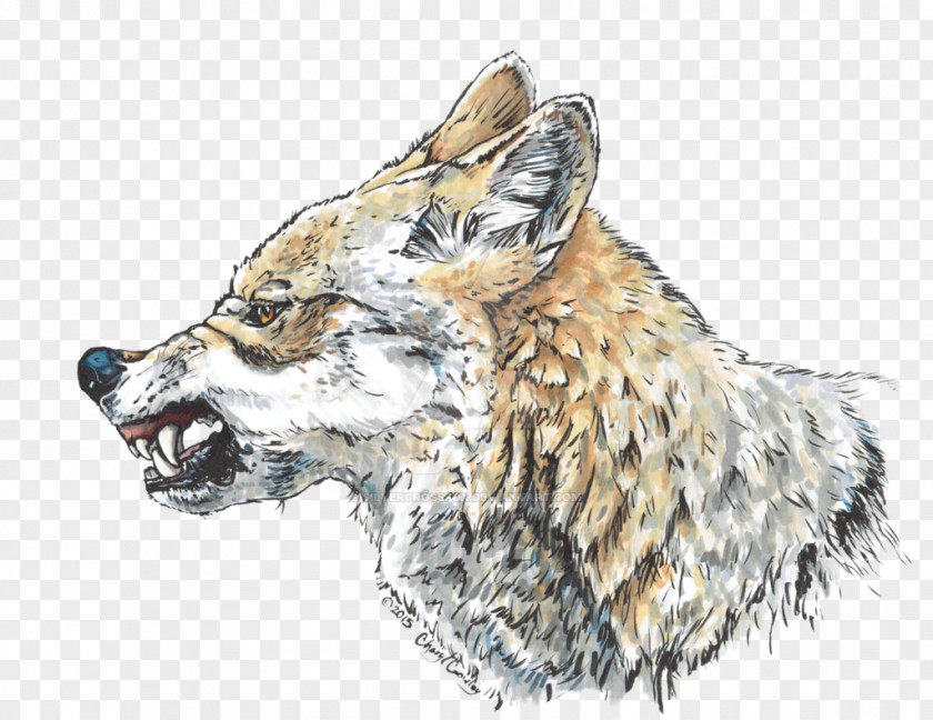 Wolf Red Fox Coyote Cross Snarl PNG