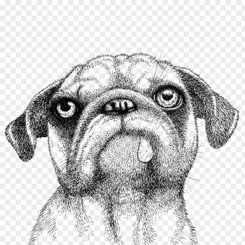 Pug Dog Breed Toy Whiskers Snout PNG