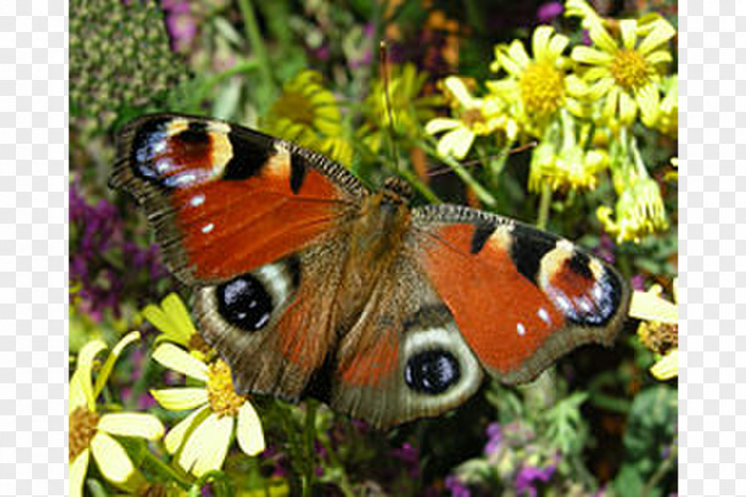 Butterfly Monarch Pieridae Brush-footed Butterflies Harenberg Verlag PNG