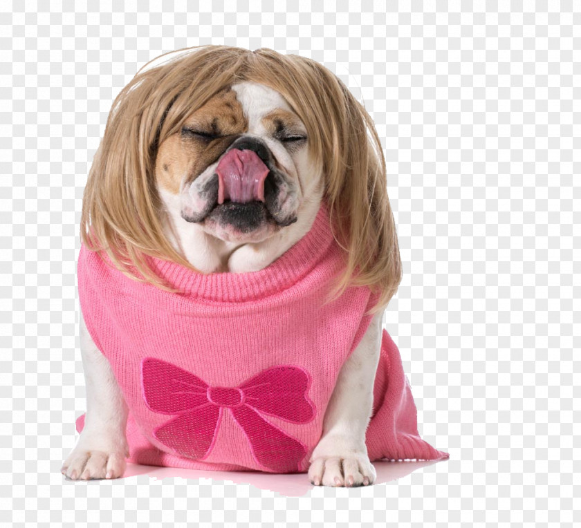 Clothes Pet Puppy Picture Material Bulldog Wig Stock Photography PNG