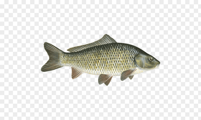 Fish Cod Carp Bass Barramundi Taramasalata PNG