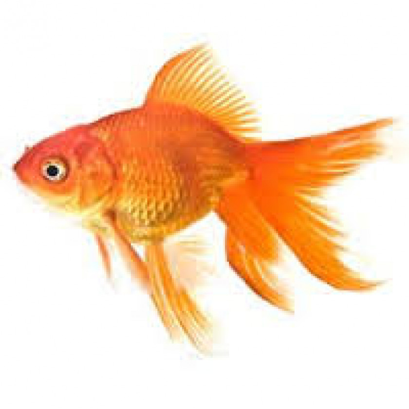 Goldfish Fantail Ryukin Oranda Comet Shubunkin PNG