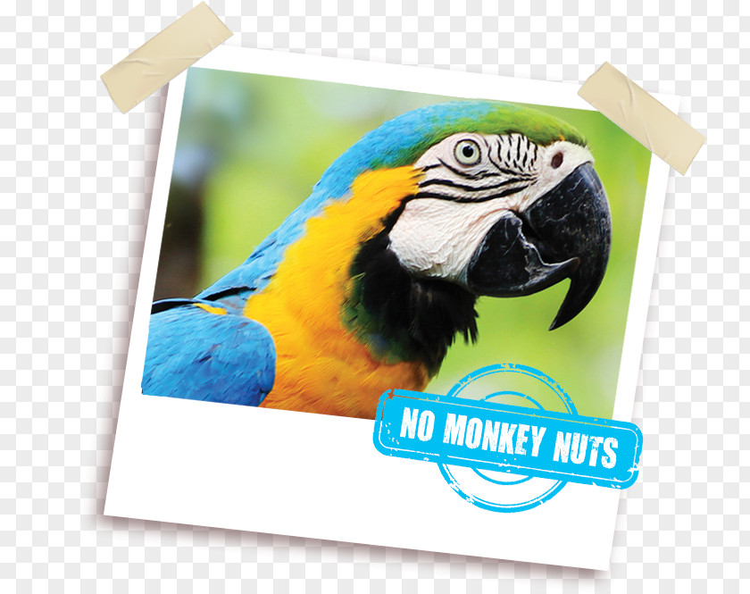 Monkey Nuts Macaw Parrot Fauna Beak Pet PNG