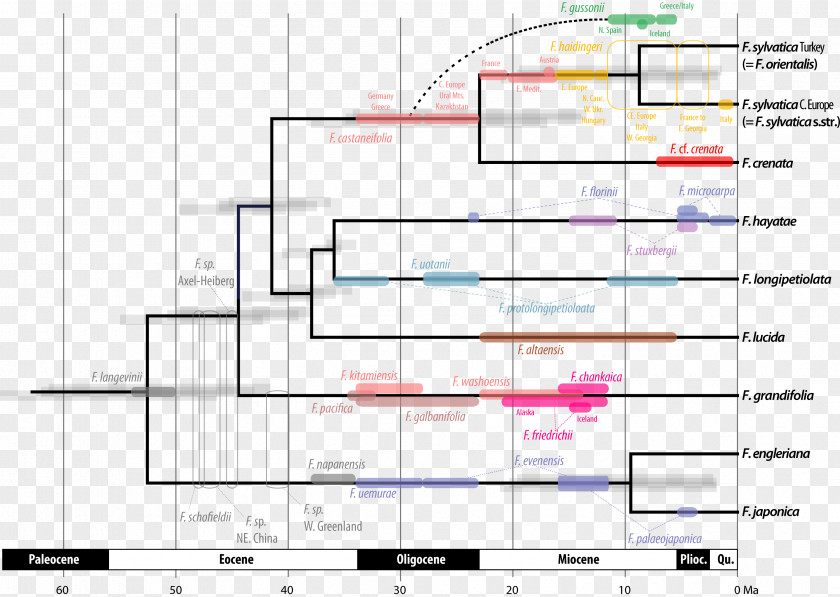 Phylogenetics Fossil Molecular Clock Phylogenetic Network Tree PNG