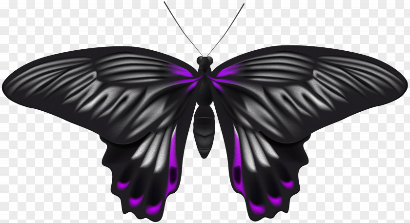 Black Purple Butterfly Clip Art Image File Formats Lossless Compression PNG