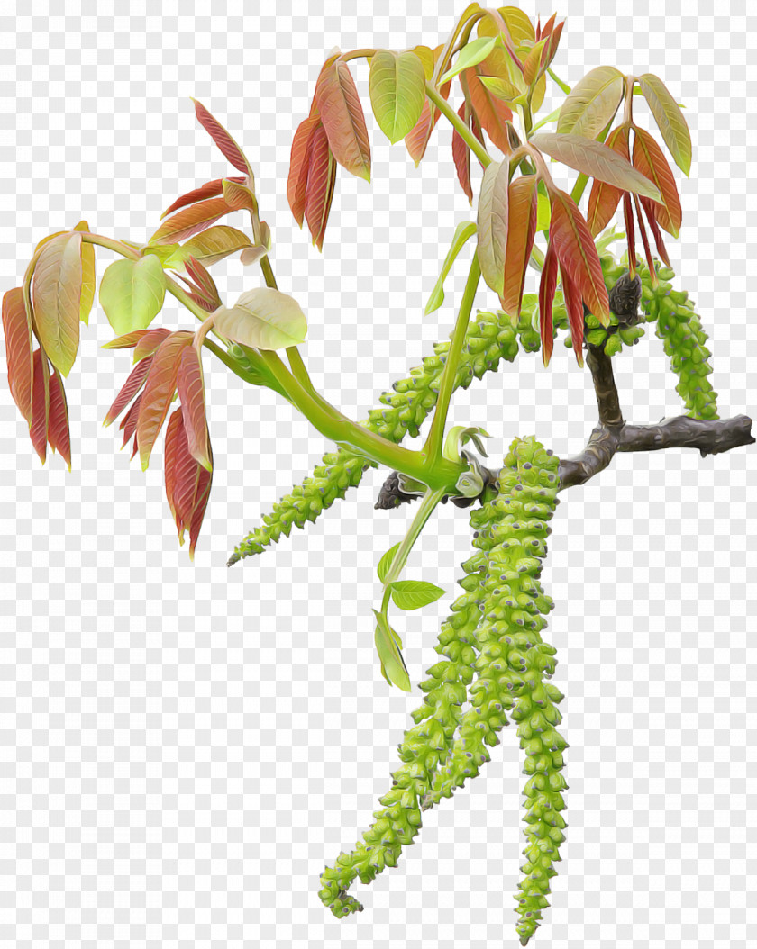 Flower Plant Leaf Tree Stem PNG