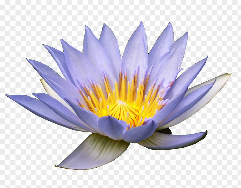 Lotus Flower Nymphaea Alba Purple Clip Art PNG