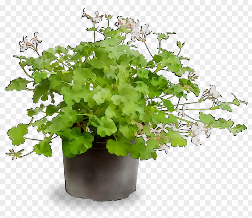Plants Vascular Plant Viola Cornuta Herb Spice PNG