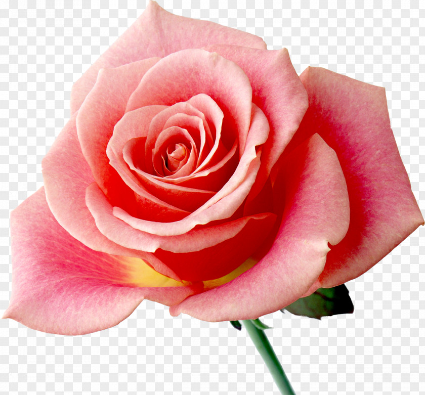 Rose Rainbow Flower Desktop Wallpaper PNG