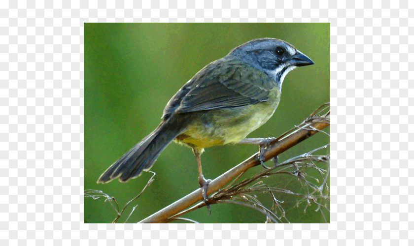 Sparrow Finch American Sparrows Old World Flycatchers PNG