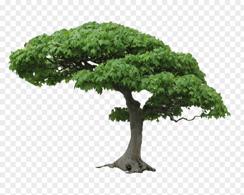 Tree Picture PNG