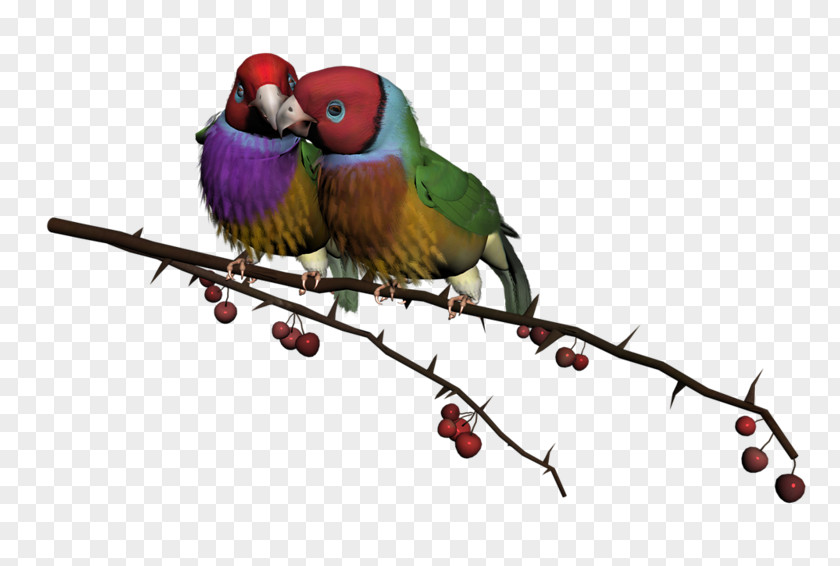 Bird Lovebird Wish Clip Art Morning PNG