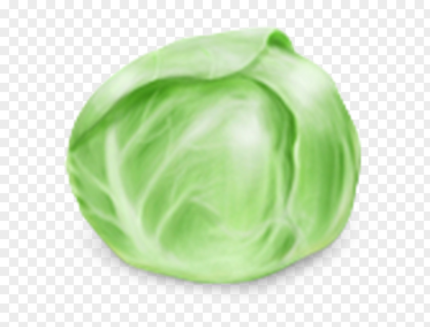 Cabbage Vegetable Food PNG