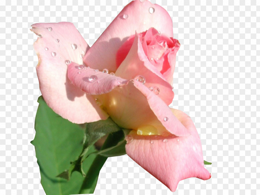 Rose With Dew Beach Flower Wallpaper PNG