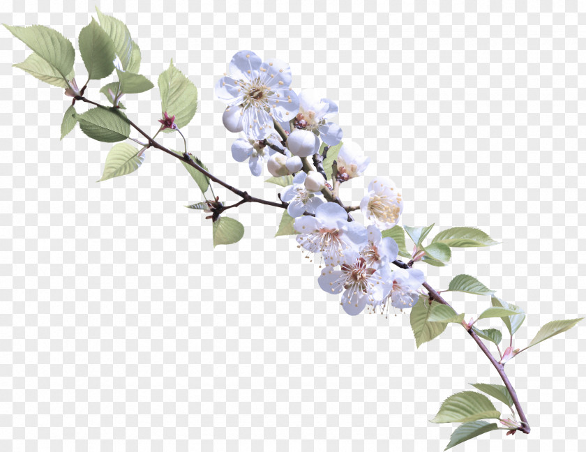 Tree Twig Flower Branch Plant Lilac Flowering PNG