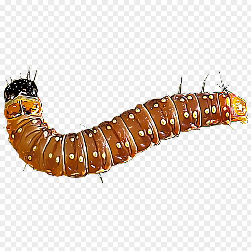Caterpillar Insect Spruce Budworm PNG