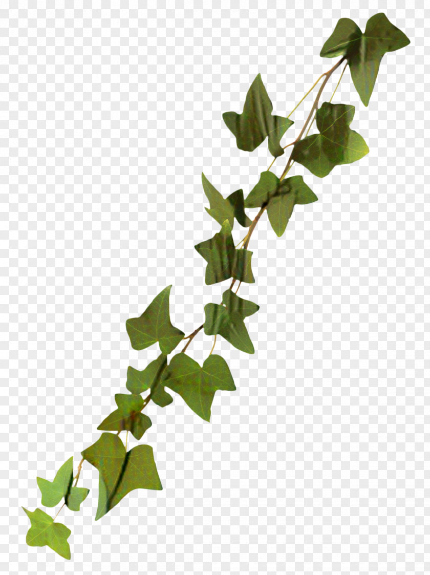 Clip Art Common Ivy Transparency Image PNG