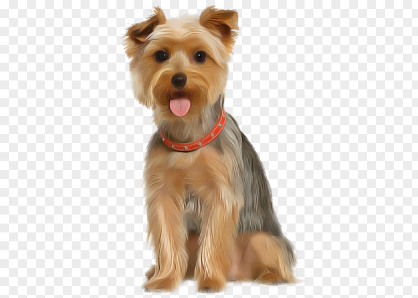 Dog Yorkshire Terrier Companion Snout PNG