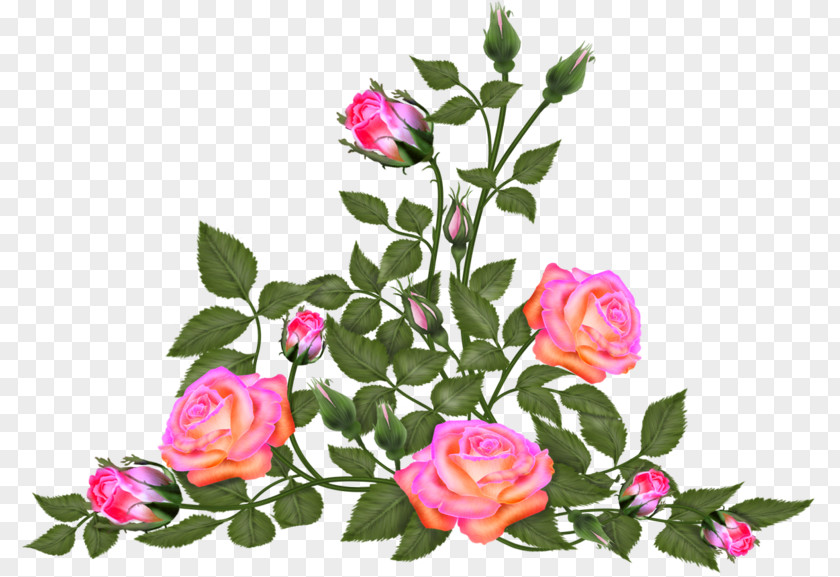 Flower Garden Roses Floral Design Centifolia PNG