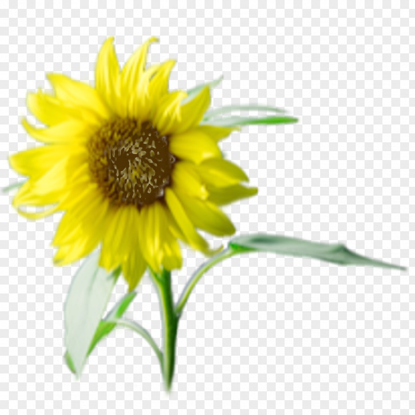 Sunflower Seed Annual Plant M Sunflowers PNG
