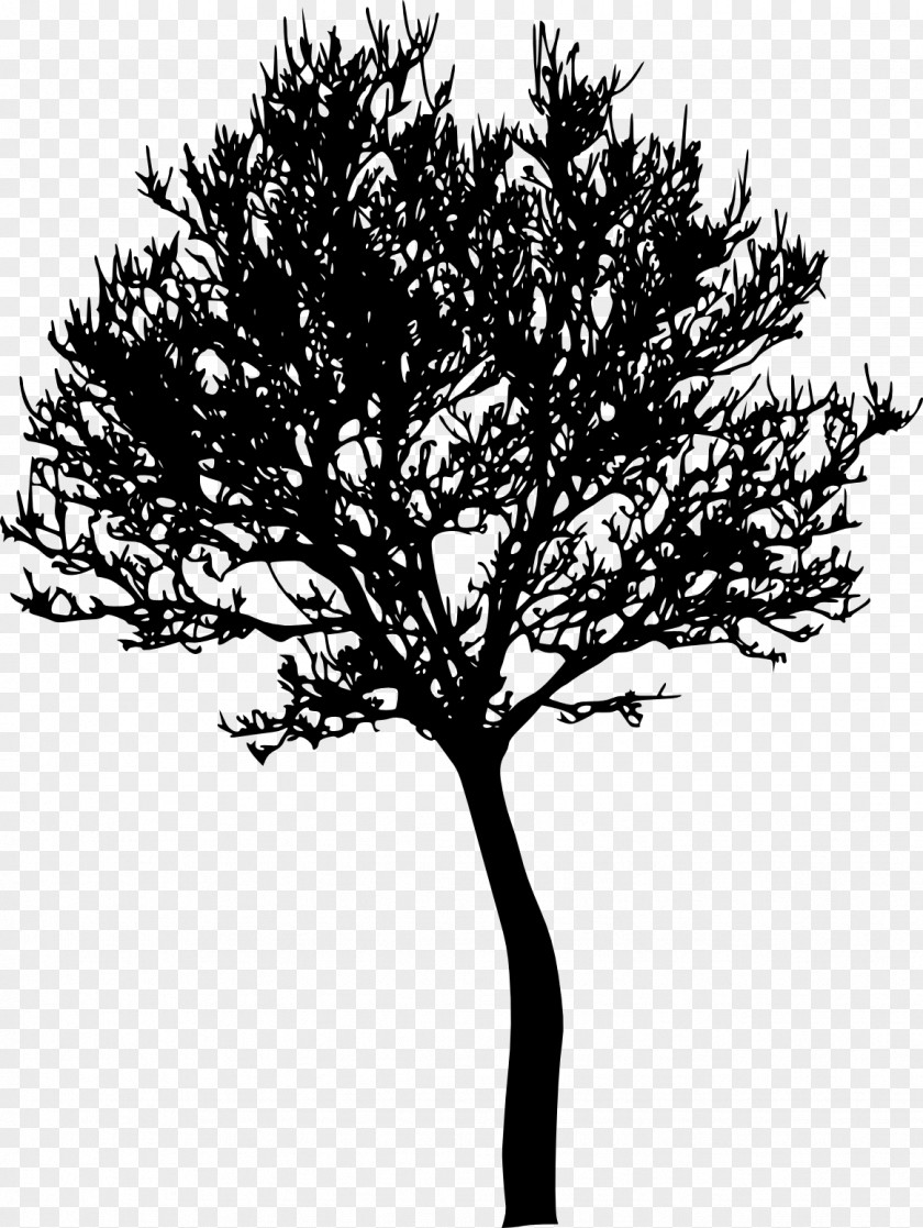 Tree Silhouette Photography PNG