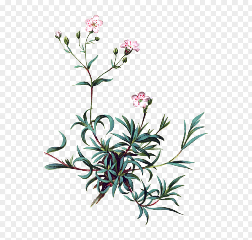 Gypsophila Repens Paniculata Muralis Perennial Plant Stock Photography PNG