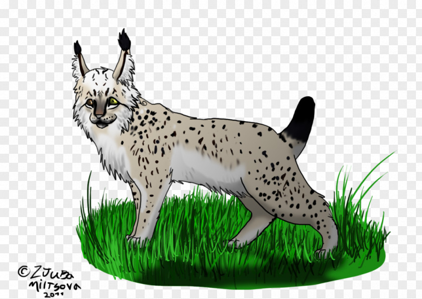 Lynx Double Eleven Whiskers Cheetah Cat Dog Breed PNG