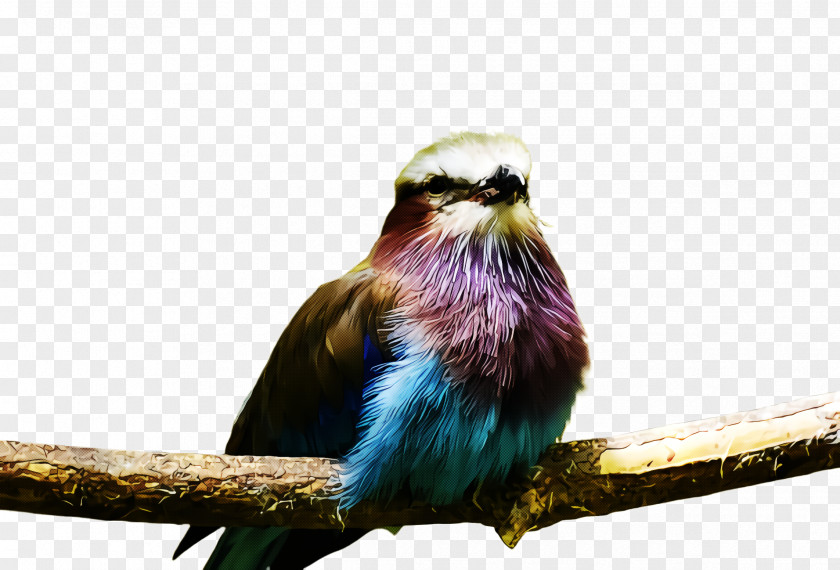 Perching Bird Branch Beak Roller PNG