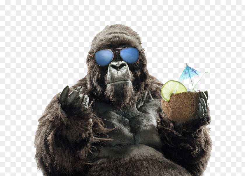 Summer Vacation FIG Gorilla Western Primate Orangutan Sunglasses PNG