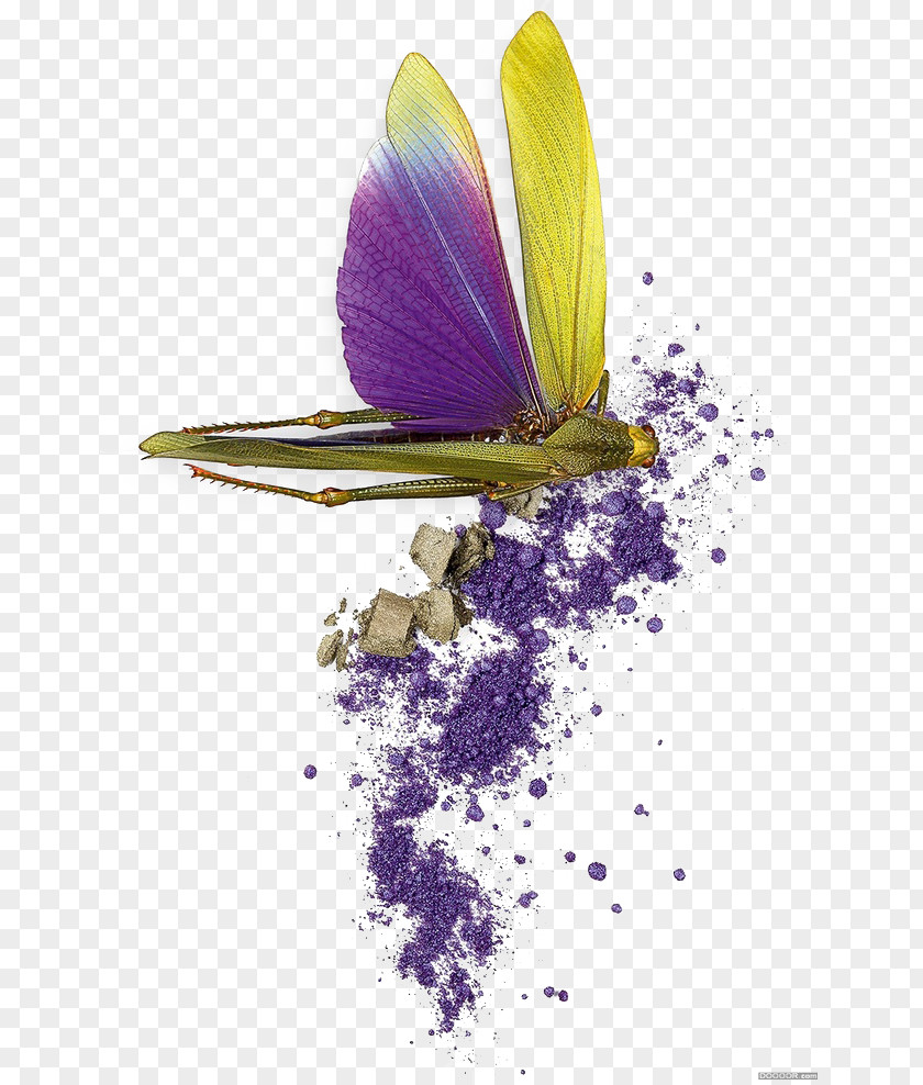 Butterfly Dragonfly Fernando Graphic Design Illustration PNG