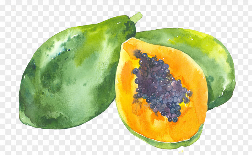 Drawing Papaya Watercolor Painting Illustration PNG