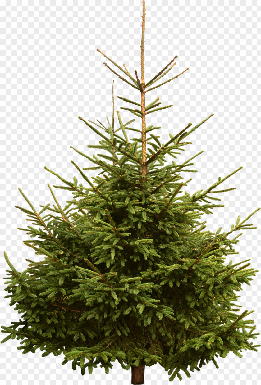 Fir-tree New Year Tree Spruce Pine Fir PNG