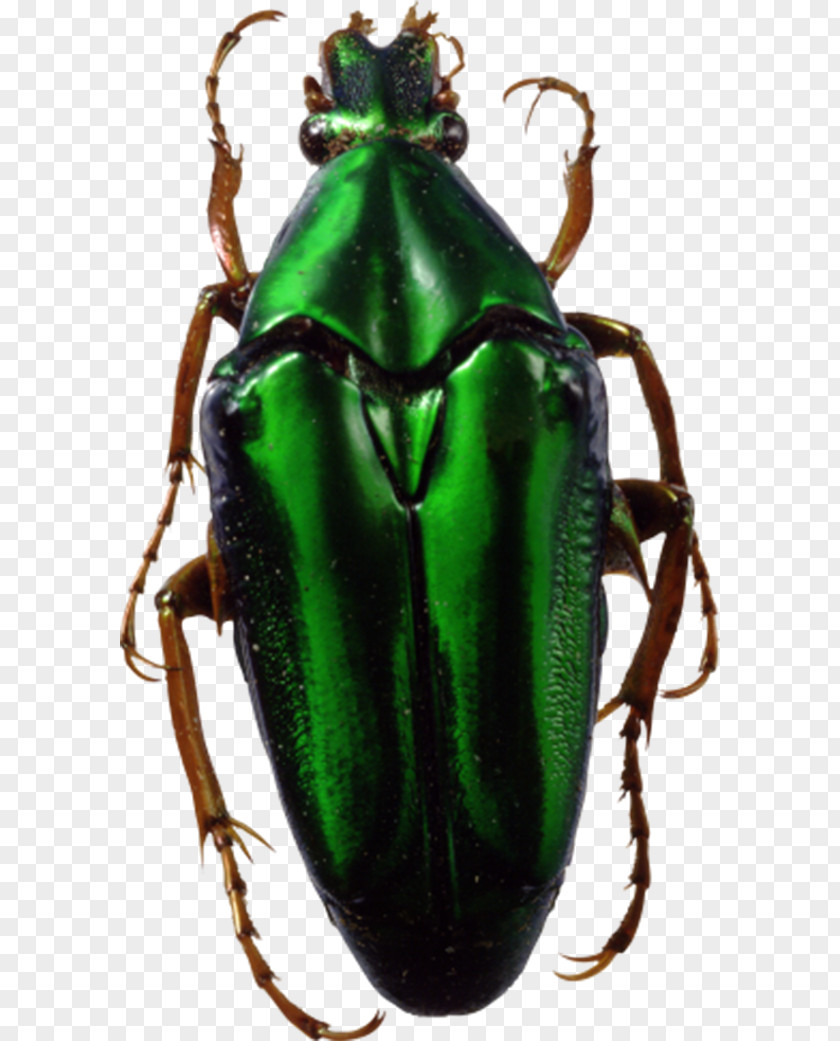 Green Beetle Insect Clip Art PNG