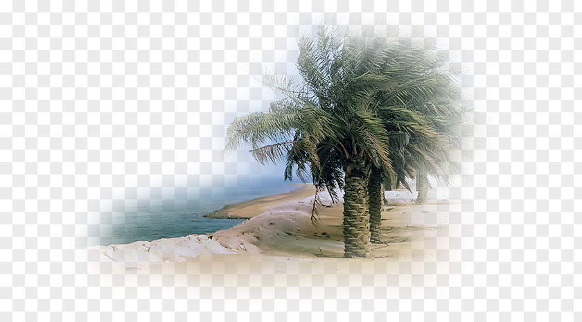 Sea Landscape Desert Beach PNG