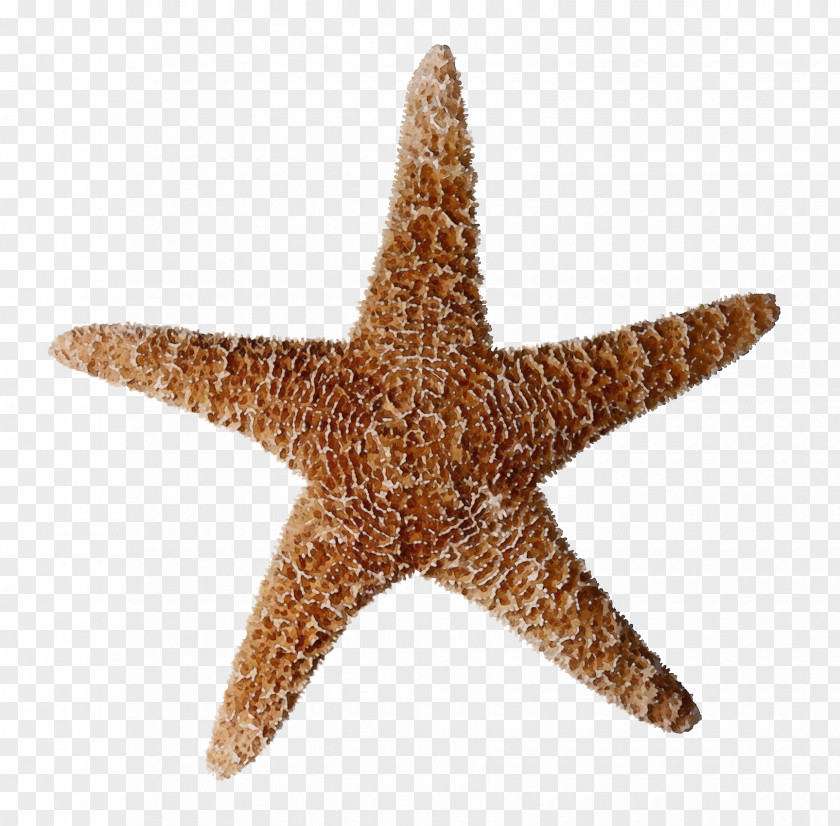 Star Marine Invertebrates Starfish PNG