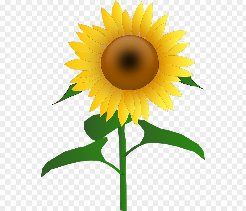 Kwiatysloneczniki Common Sunflower Clip Art PNG