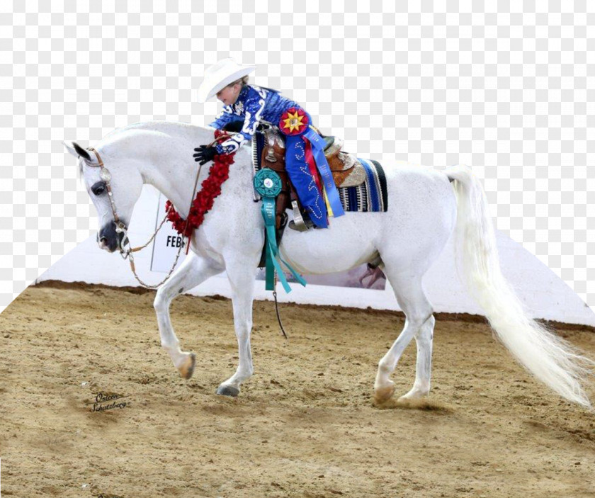 Arab Scottsdale Arabian Horse Show Mustang Stallion Mare PNG