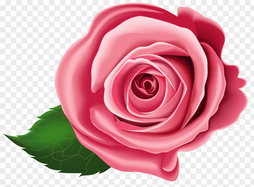 Rose Transparent Clip Art PNG
