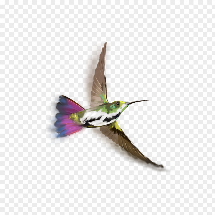 Bird Hummingbird PicsArt Photo Studio Image Editing PNG