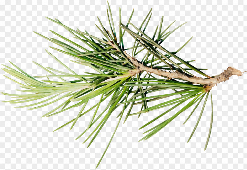 Lodgepole Pine Yellow Fir Columbian Spruce Loblolly Jack Sugar Shortstraw PNG