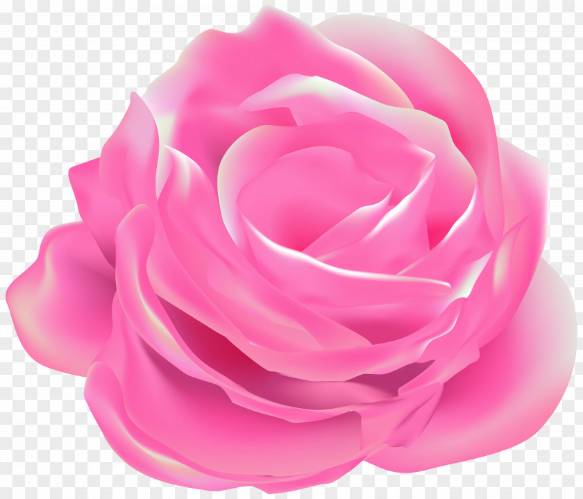 Pink M Garden Roses Cabbage Rose Floribunda PNG