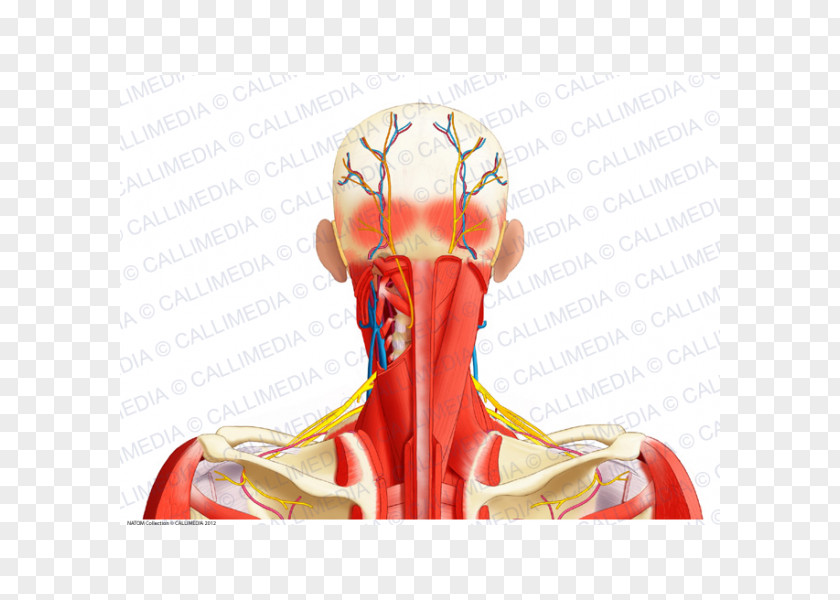 Ray Ban Posterior Triangle Of The Neck Human Body Ray-Ban Muscular System PNG